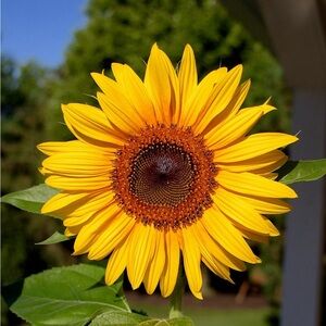 Held Item for Emily 3